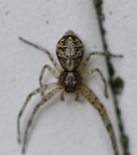 Tmarus sp.